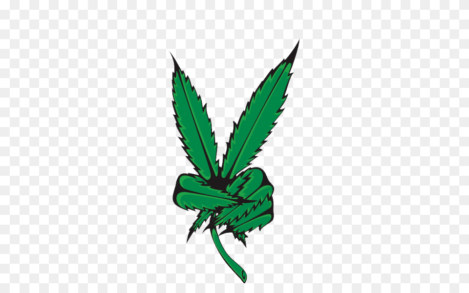 Weed Marijuana Ganja Bong High Stoned Pot Leaf Transparent, Herbal, Herbs, Plant, Animal Png