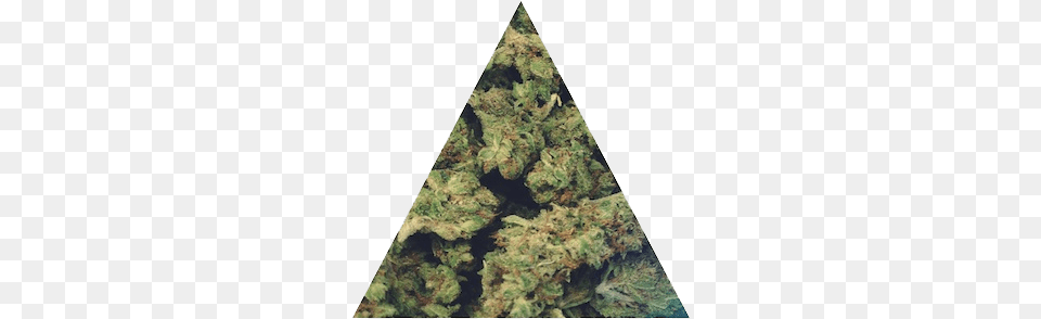 Weed Marijuana Ganja High Edit Nugs Triangle Stoned Triangle Weed Free Transparent Png