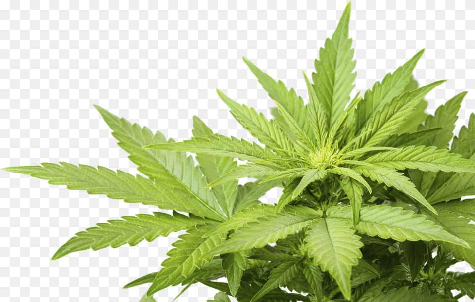 Weed Marijuana Leaf Cannabis, Hemp, Plant Png Image