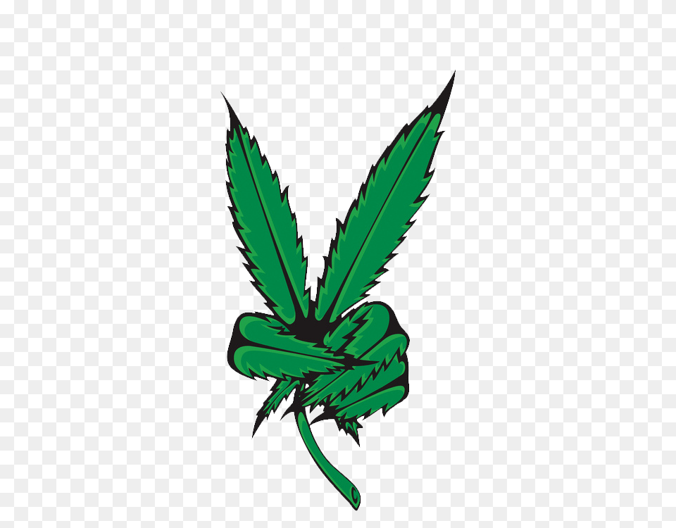 Weed Marijuana Pot Leaf Transparent Transparent T, Plant, Herbal, Herbs, Green Free Png
