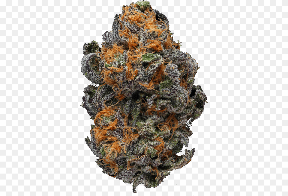 Weed Nug Background, Plant, Animal, Nature, Outdoors Free Transparent Png