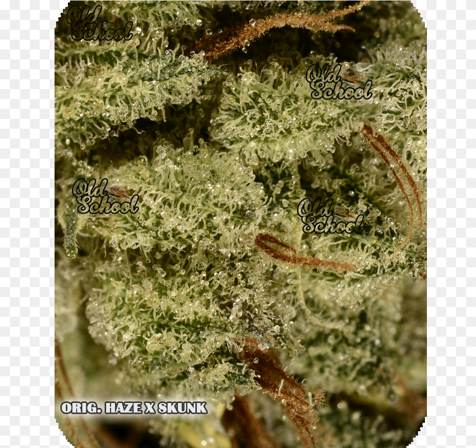 Weed Nug Skunk, Moss, Plant, Grass, Outdoors Png Image