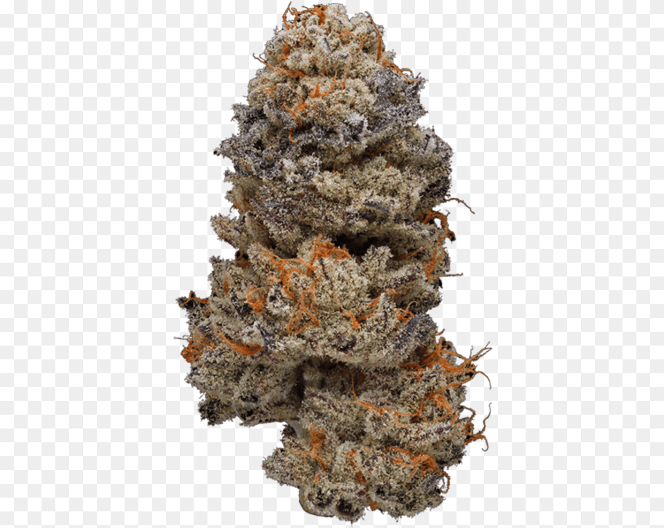 Weed Nug Transparent Background, Animal, Nature, Outdoors, Reef Png Image