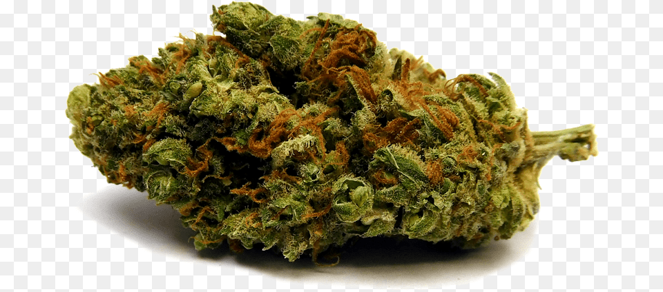 Weed Nugget Scale Model, Plant, Food, Pizza Free Png