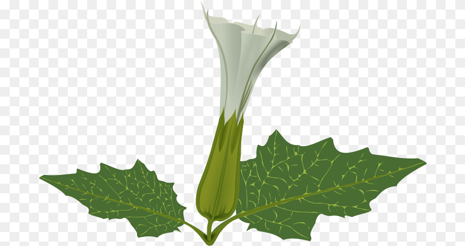 Weed Plant Clip Art Datura Flower, Leaf, Herbal, Herbs, Green Free Png Download