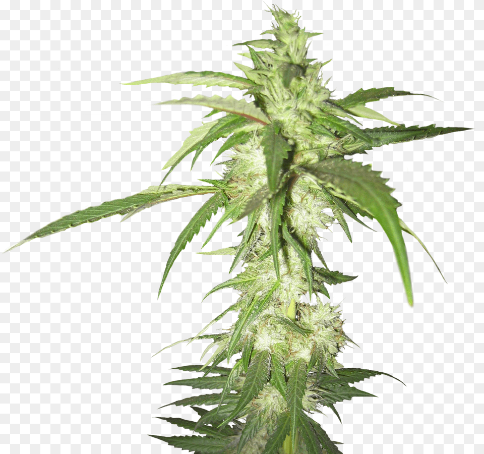 Weed Plant Transparent Background, Hemp, Leaf Png