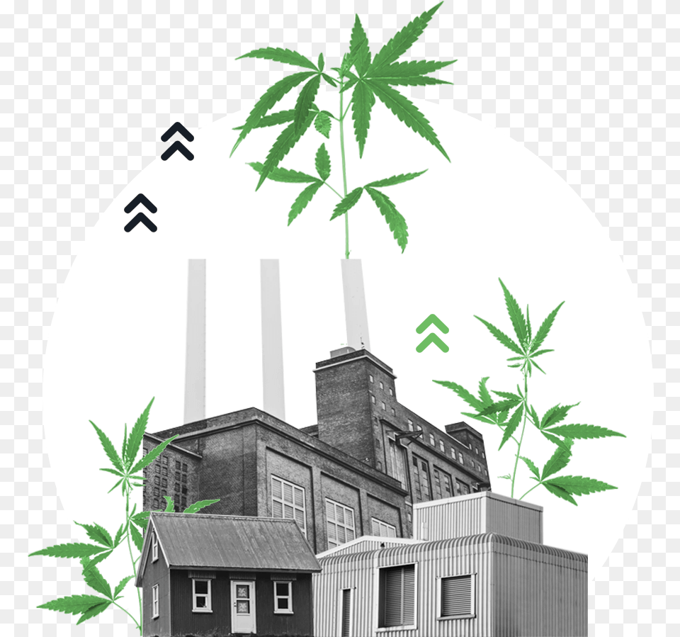 Weed Produce Illustration, Plant, Hemp, Leaf Png Image