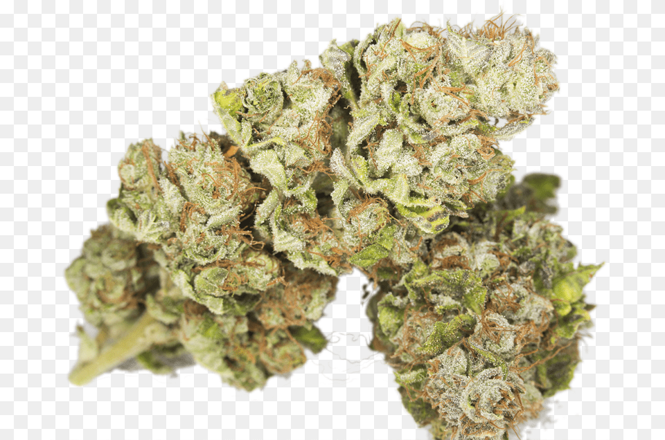 Weed Purple Bruce Banner Weed, Plant, Bud, Flower, Sprout Png Image