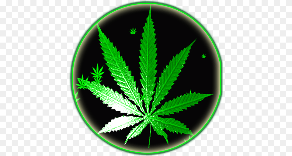 Weed Rasta Smoke Wallpapers Weed Rasta, Leaf, Plant, Herbal, Herbs Png Image