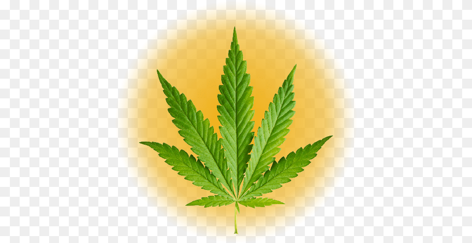 Weed Symbol, Leaf, Plant, Plate, Hemp Png