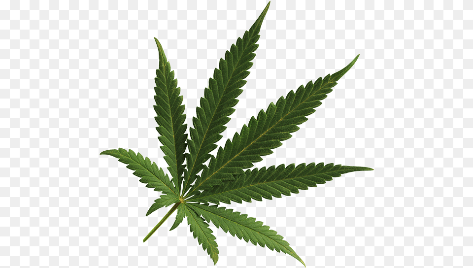 Weed Transparent Transparent Background Cannabis, Leaf, Plant, Hemp Png