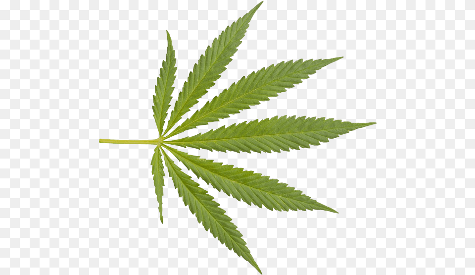 Weed Background Marijuana Leaf, Plant, Hemp Free Transparent Png