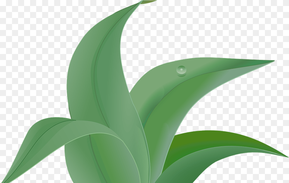 Weed Vector Graphics Pixabay Download Images Leafy Plant Clipart, Green, Leaf, Aloe, Aircraft Png Image