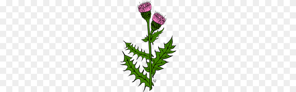 Weed With Pink Buds Clip Arts For Web, Flower, Plant, Thistle Free Transparent Png