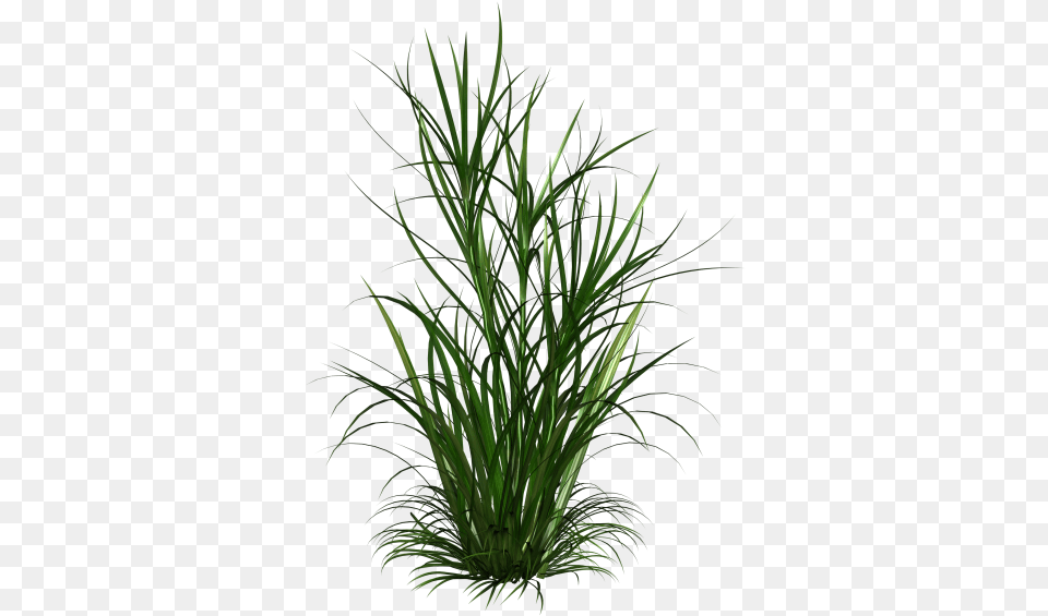 Weeds, Grass, Plant, Potted Plant Png