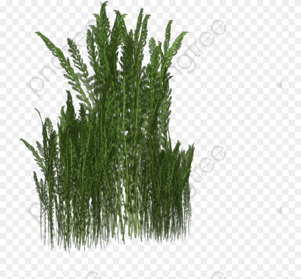 Weeds, Grass, Plant, Vegetation, Green Free Png Download