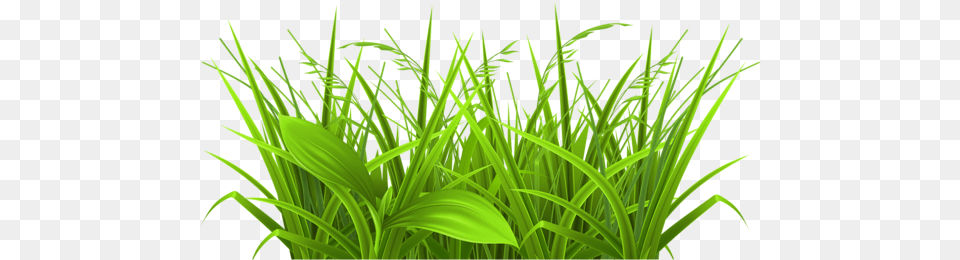 Weeds Banner Freeuse Library Huge Freebie Clipart Grass, Green, Plant, Vegetation, Lawn Free Png Download