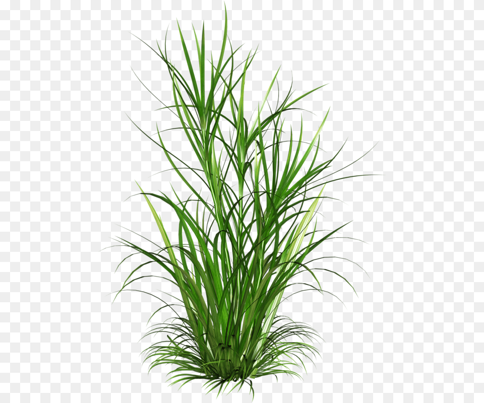 Weeds Grasses, Grass, Plant, Aquatic, Water Png