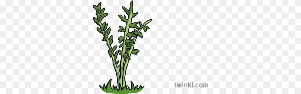 Weeds Illustration Twinkl Grass, Green, Herbal, Herbs, Plant Free Png Download