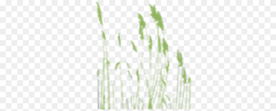 Weedsgrass Roblox, Grass, Plant, Moss, Vegetation Free Transparent Png