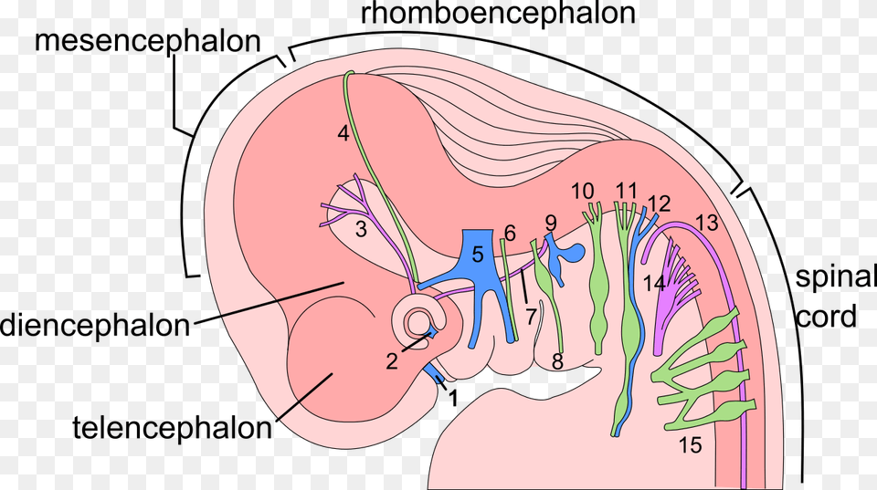 Week Human Embryo Nervous System Embryology Of Olfactory Nerve, Body Part, Ear Free Png Download
