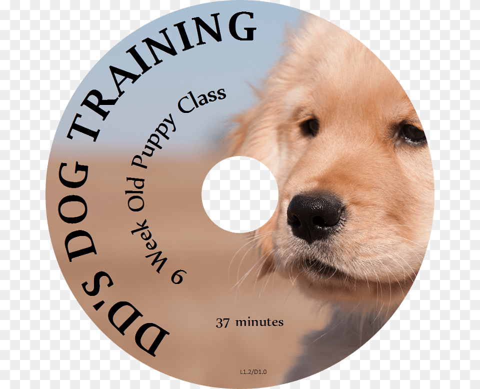 Week Old Puppy Golden Retriever, Animal, Canine, Dog, Mammal Free Transparent Png