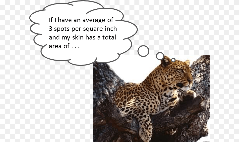 Weekly Challenge Problem Quiet Decor Arabic Numbers New Style Leopard Round, Animal, Mammal, Panther, Wildlife Free Png