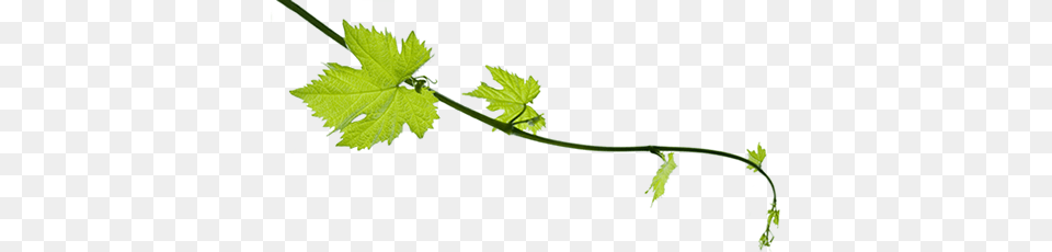 Weekly Http, Leaf, Plant, Vine, Tree Free Png Download