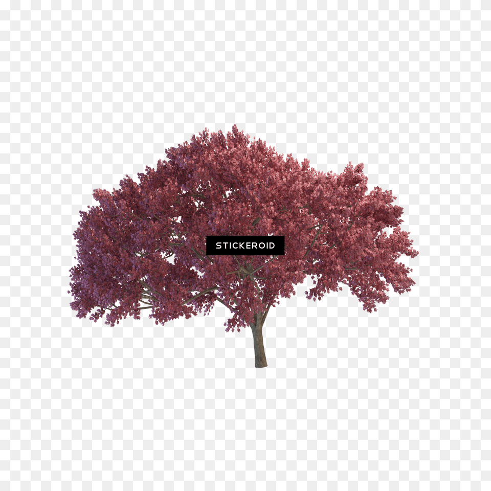 Weeping Cherry Tree Portable Network Graphics, Maple, Plant, Flower Png