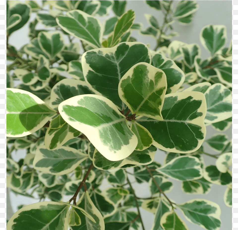 Weeping Fig, Herbal, Herbs, Leaf, Plant Free Transparent Png