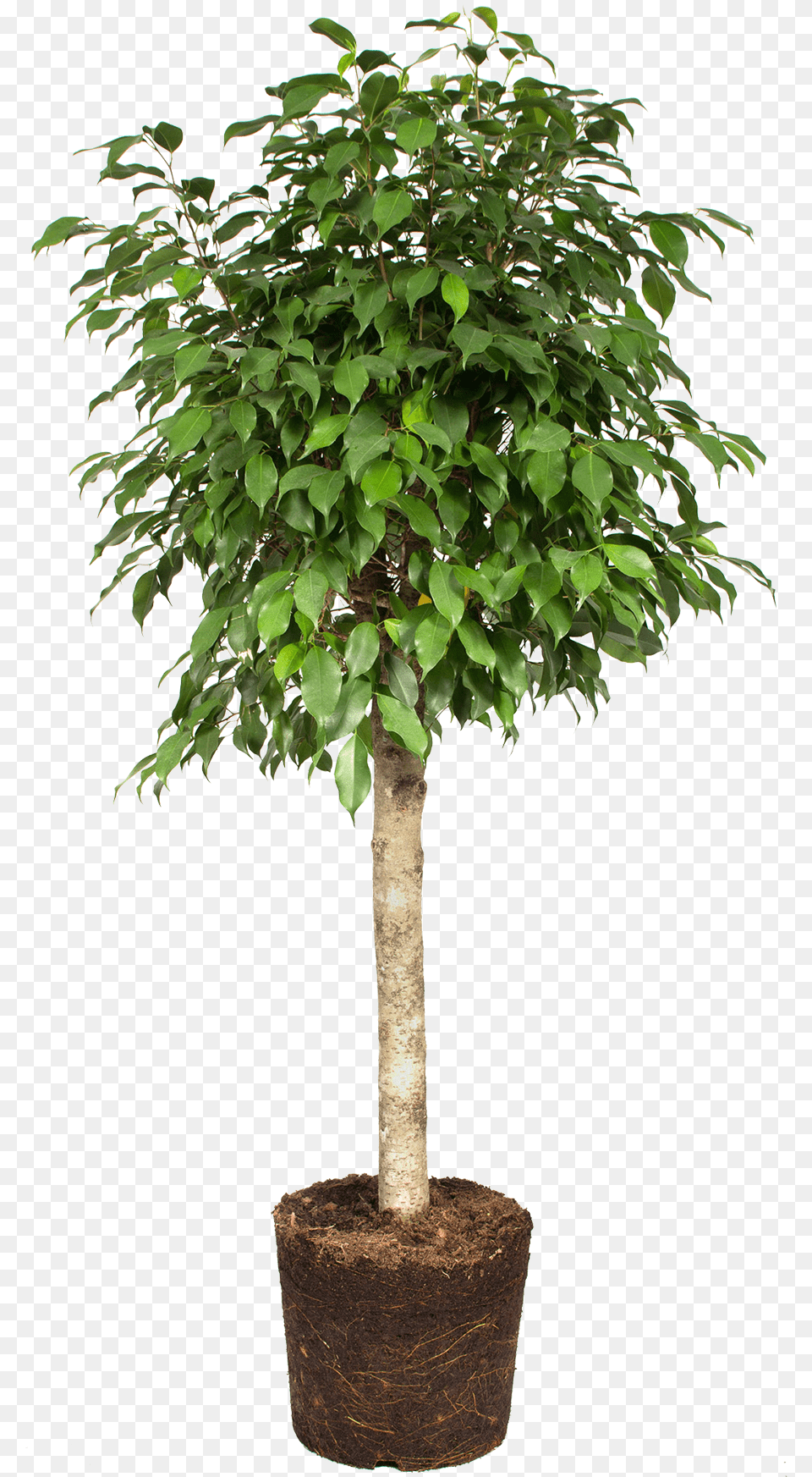 Weeping Fig, Leaf, Plant, Potted Plant, Tree Free Png