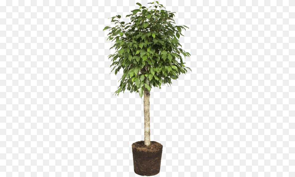 Weeping Fig Daniella Ficus, Leaf, Plant, Potted Plant, Tree Free Png