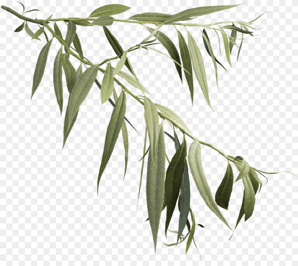 Weeping Willow Branch Download Willow Tree, Herbal, Herbs, Leaf, Plant Png