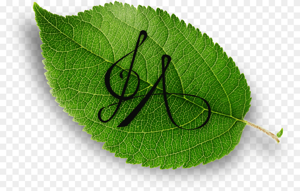 Weeping Willow Sheet Music U2014 By Gabrielle Aapri Hd Photo With Watermark, Leaf, Plant, Text, Handwriting Free Png Download