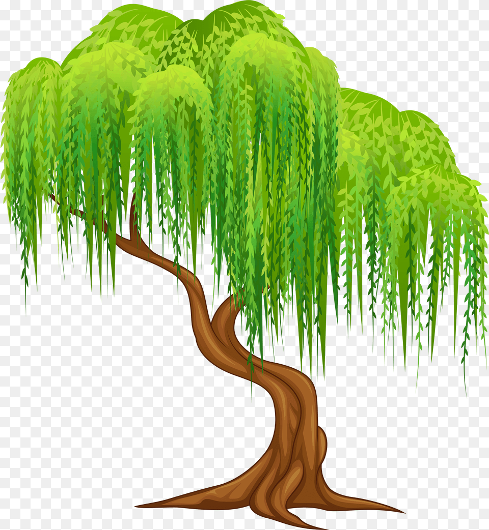 Weeping Willow Tree Clipart Free Png