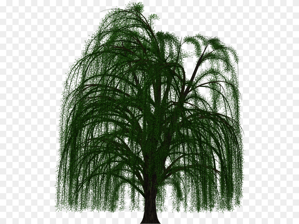 Weeping Willow Tree Deciduous Branch Weeping Willow Plant, Conifer, Vegetation Free Transparent Png