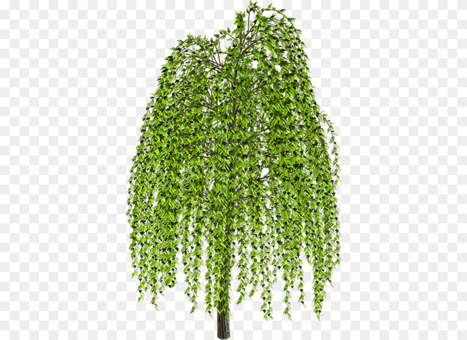 Weeping Willow Tree Drawing Clip Art Weeping Willow Tree House Drawings, Green, Leaf, Plant, Vegetation Png