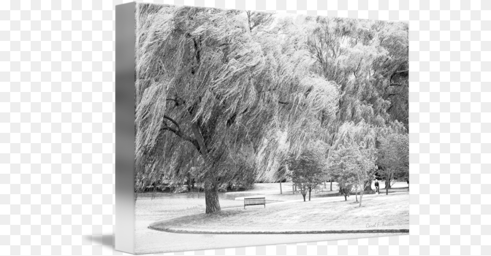 Weeping Willow Tree Landscape Meditation Wall Art By Carol F Austin Willow, Bench, Furniture, Plant, Person Free Png