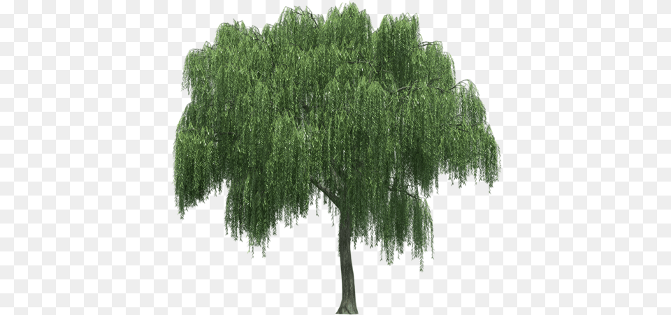 Weeping Willow Tree Rendering Tree Weeping Willow, Plant, Vegetation Free Png