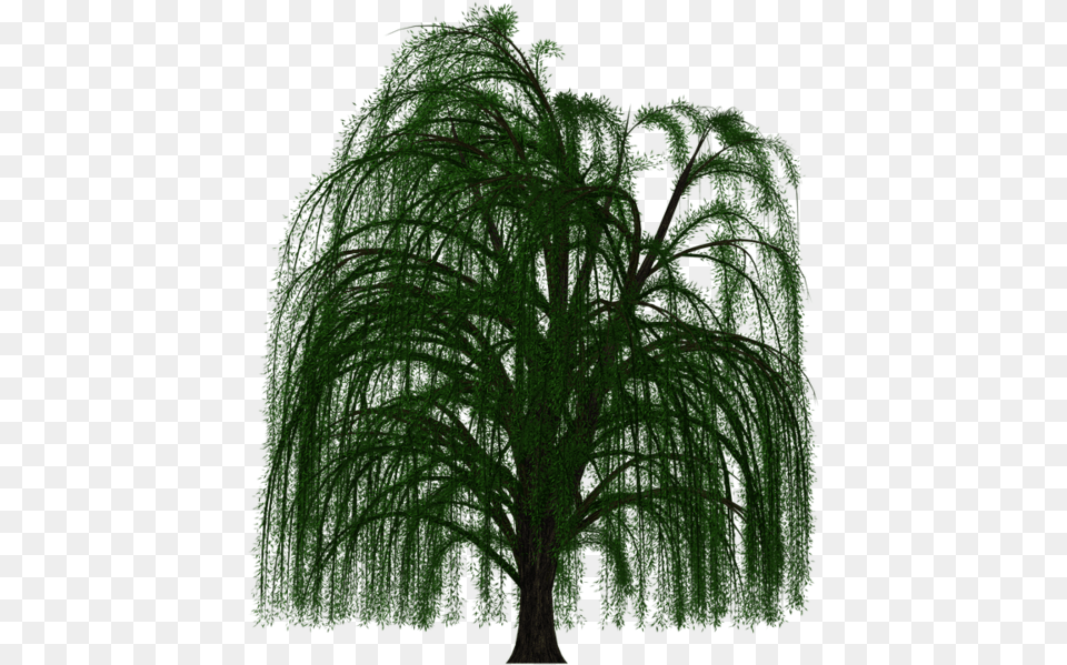 Weeping Willow Tree Background, Plant, Conifer, Vegetation Free Transparent Png