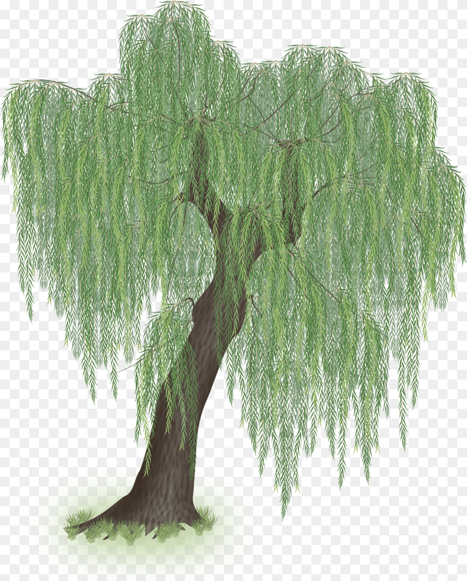 Weepingwillow Willow Tree Vector Png