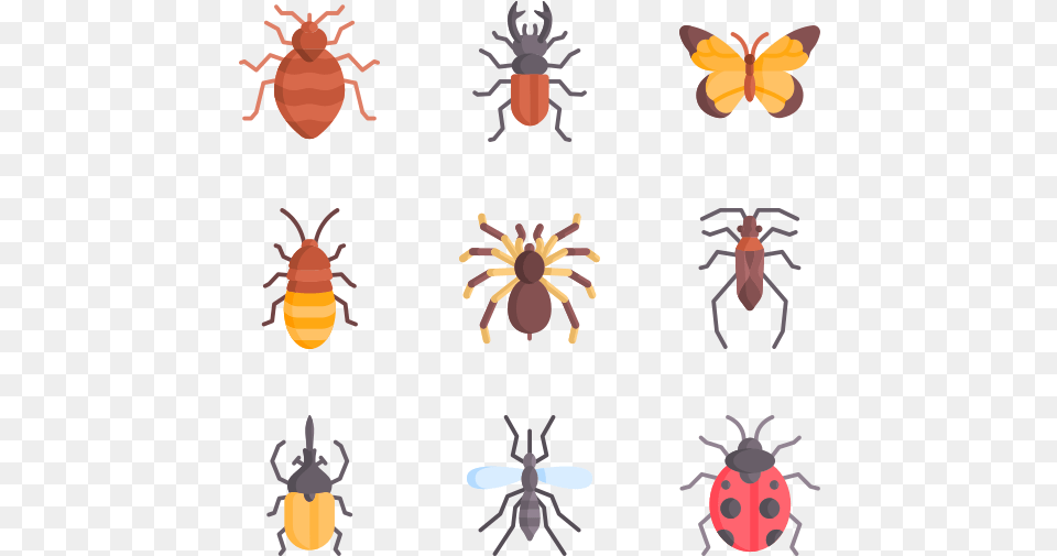 Weevil, Animal, Invertebrate, Spider, Insect Free Png Download