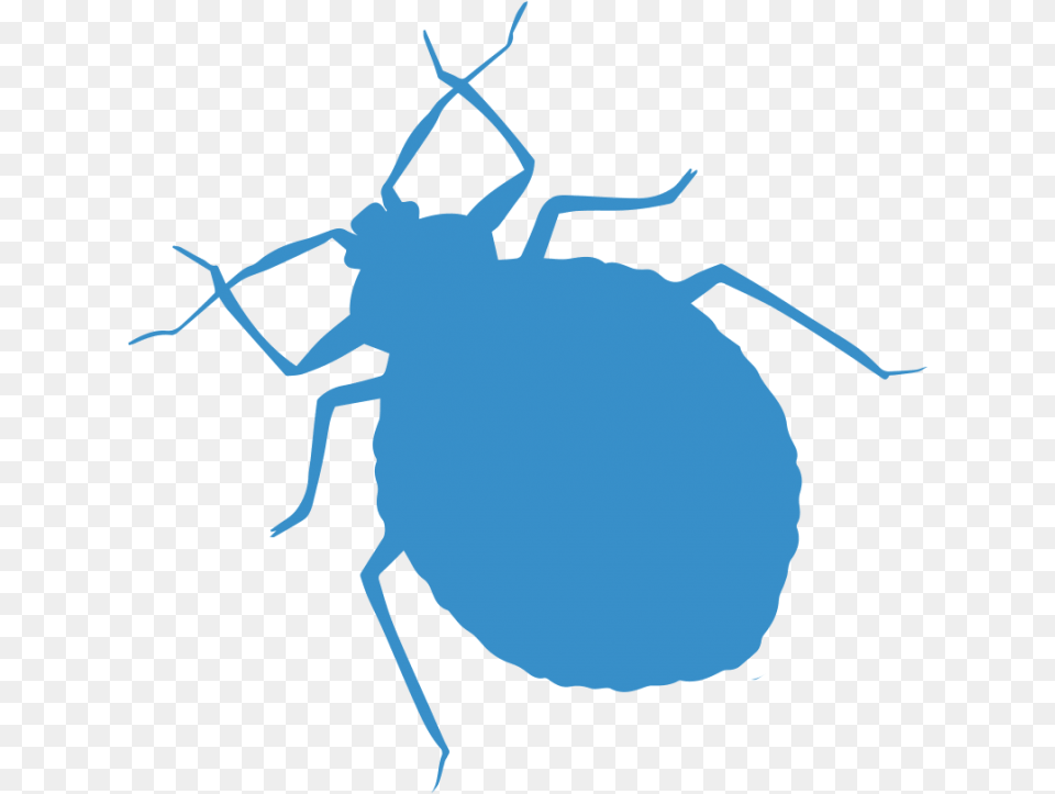 Weevil, Animal, Person Png Image