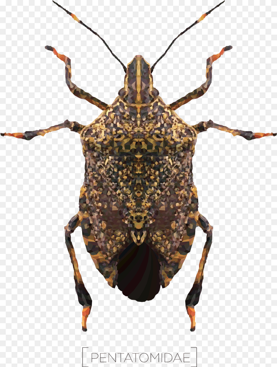Weevil, Adult, Female, Person, Woman Free Png