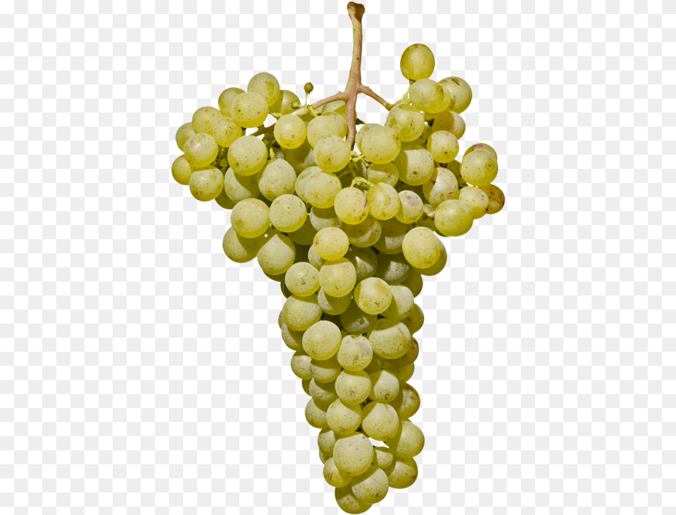 Weiburgunder Sdtirol, Food, Fruit, Grapes, Plant Free Png