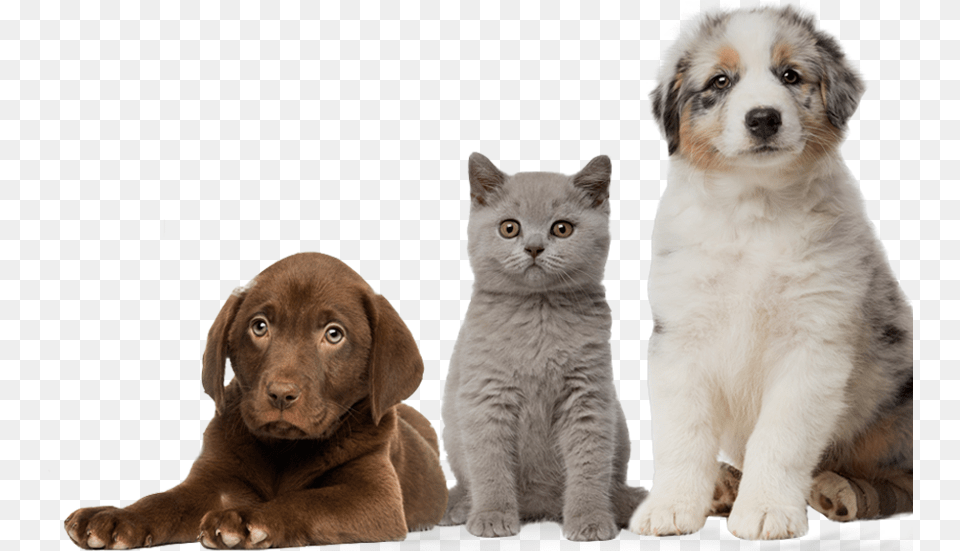 Weimaraner, Animal, Canine, Dog, Mammal Free Png