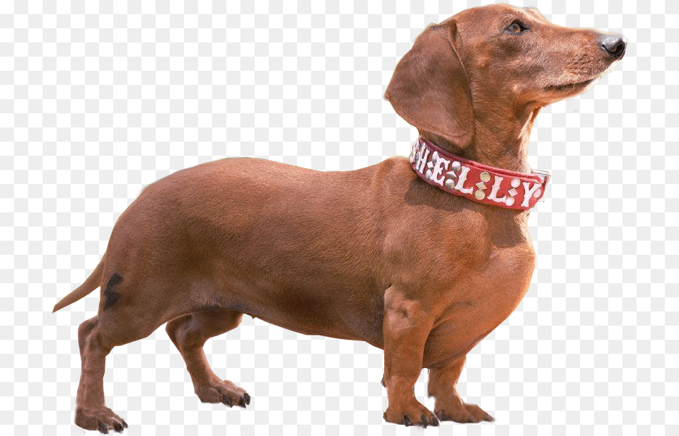 Weiner Dog Weiner Dog, Accessories, Snout, Animal, Canine Png Image