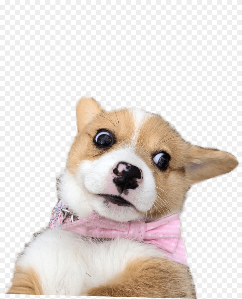 Weird Meme Dog Doggo Dogmeme Worried Worry Scared, Animal, Canine, Mammal, Pet Png Image