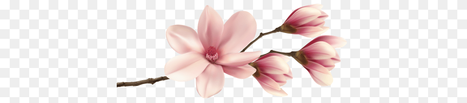 Welcome, Flower, Petal, Plant, Cherry Blossom Free Transparent Png