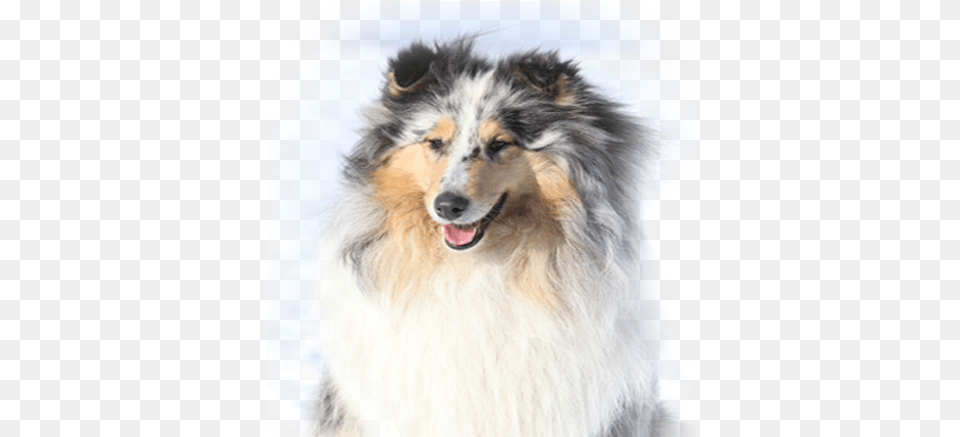 Welcome Obedience Trial, Animal, Canine, Collie, Dog Free Png